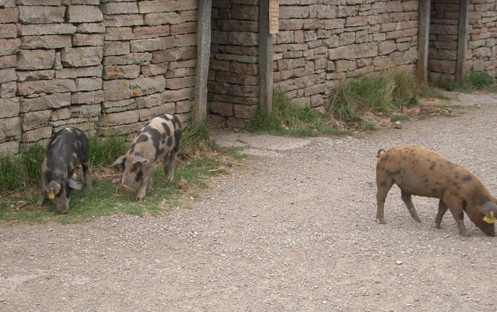 Fluchtburg Eketorp - frei laufende Ferkel