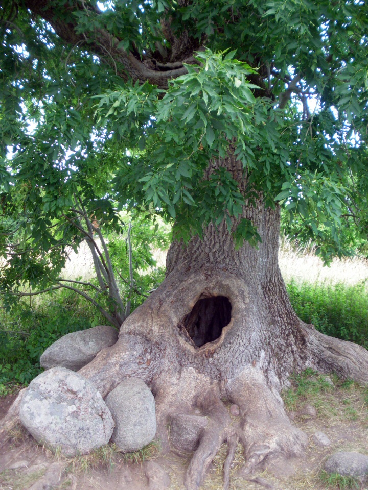 Limonadenbaum bei Bullerby