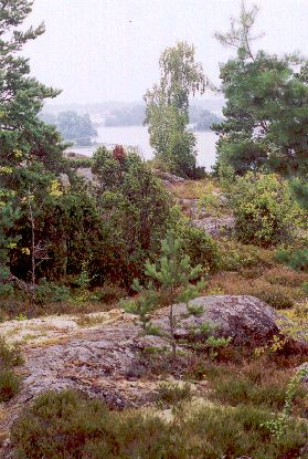 Schären-Wald
