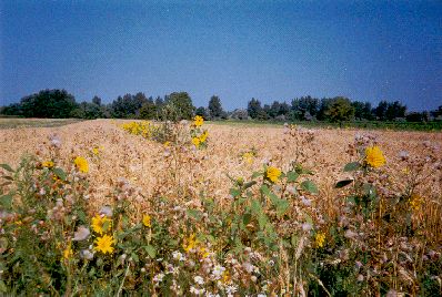 Der Nationalpark Neusiedlersee