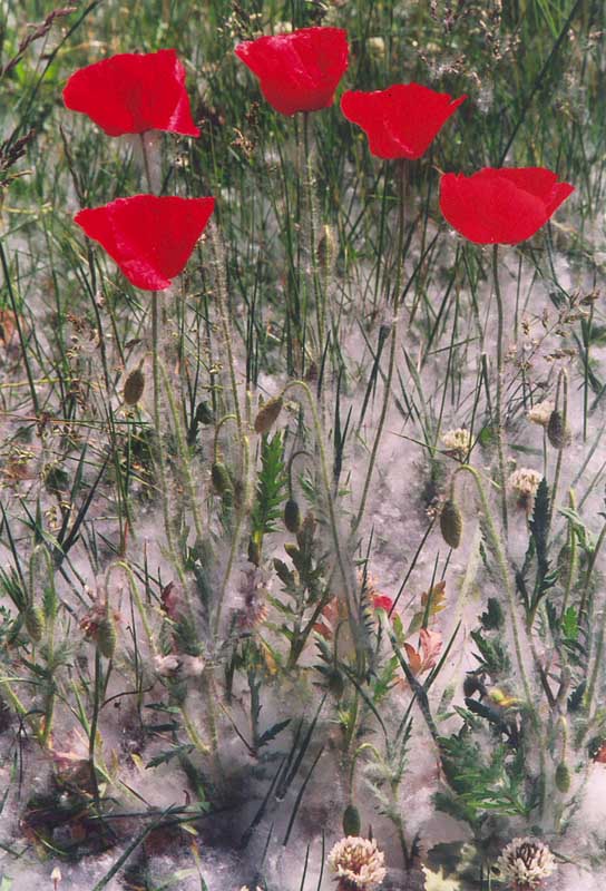 Mohn im Schnee??