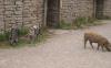 Fluchtburg Eketorp - frei laufende Ferkel Fluchtburg Eketorp - frei laufende Ferkel