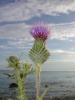 Distel Distel